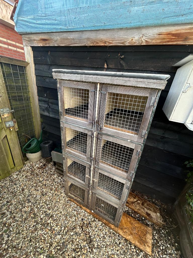 Duivenhok, lichthok, konijnenhok, caviaflat, Meerdere dieren, Postduif