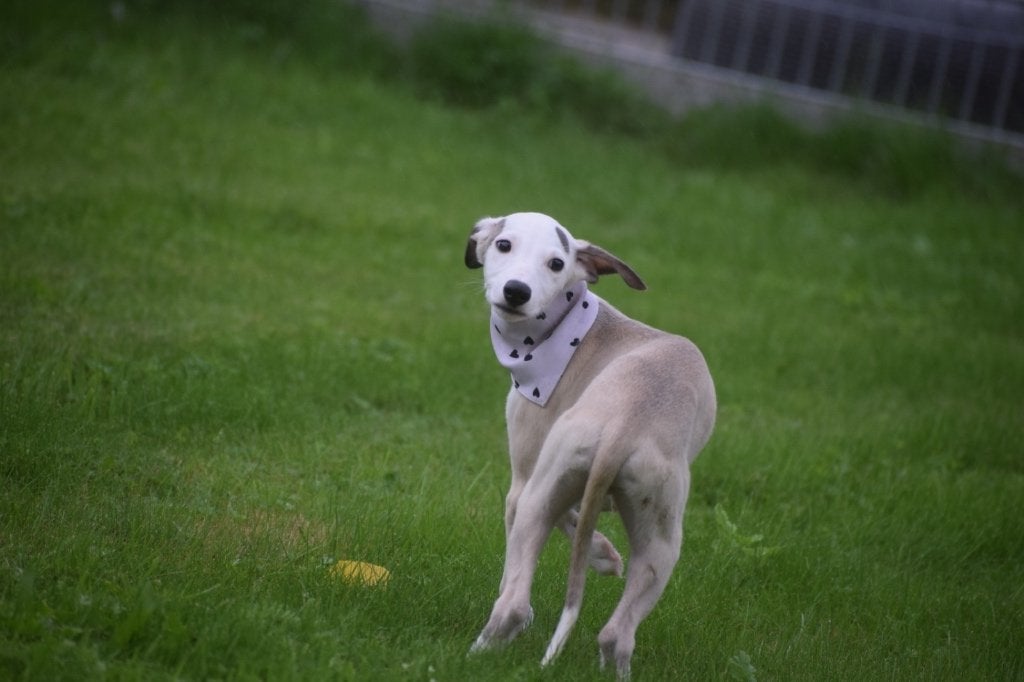 Whippet pups, Buitenland, Meerdere, Meerdere dieren, Whippet