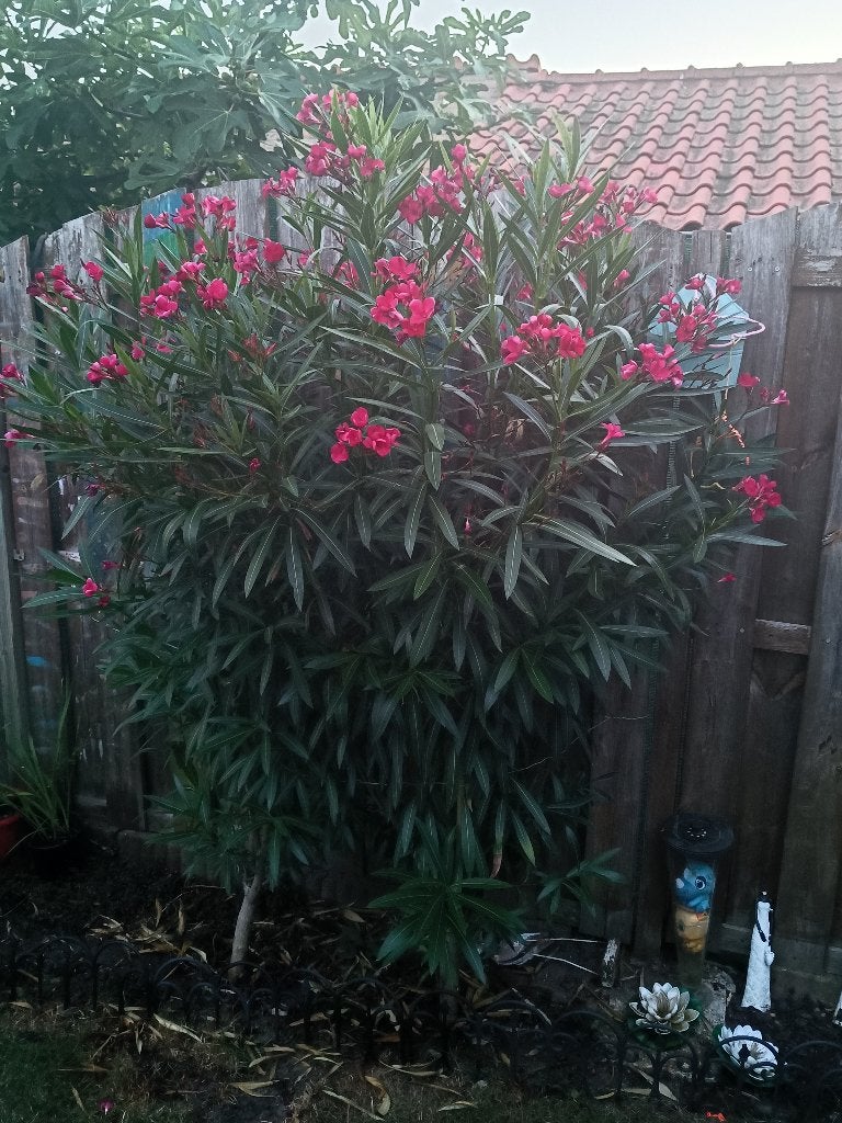 Gratis grote oleander struik met roze, Tuin en Terras, Planten | Tuinplanten, Volle zon, Tweejarig, Zomer, Ophalen