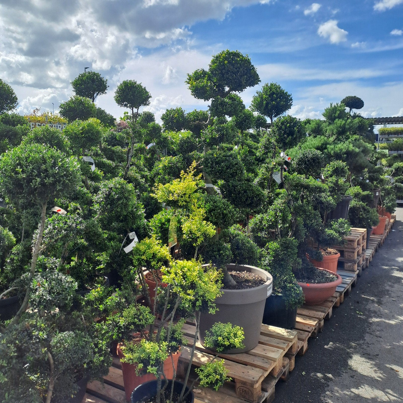 Nieuwe Ilex Bonsai Bomen vanaf 99.95 bij Tuincentrum, Ophalen, Overige soorten, Halfschaduw