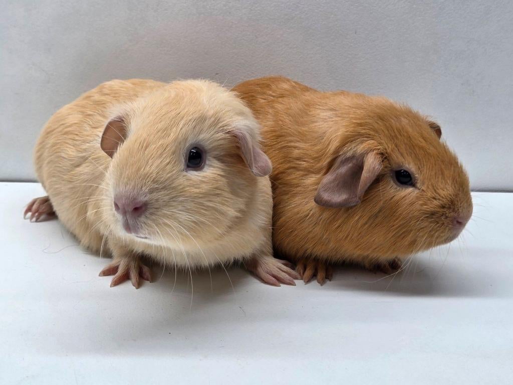 Jonge beertjes, Dieren en Toebehoren, Knaagdieren, Januari, Mannelijk, Cavia