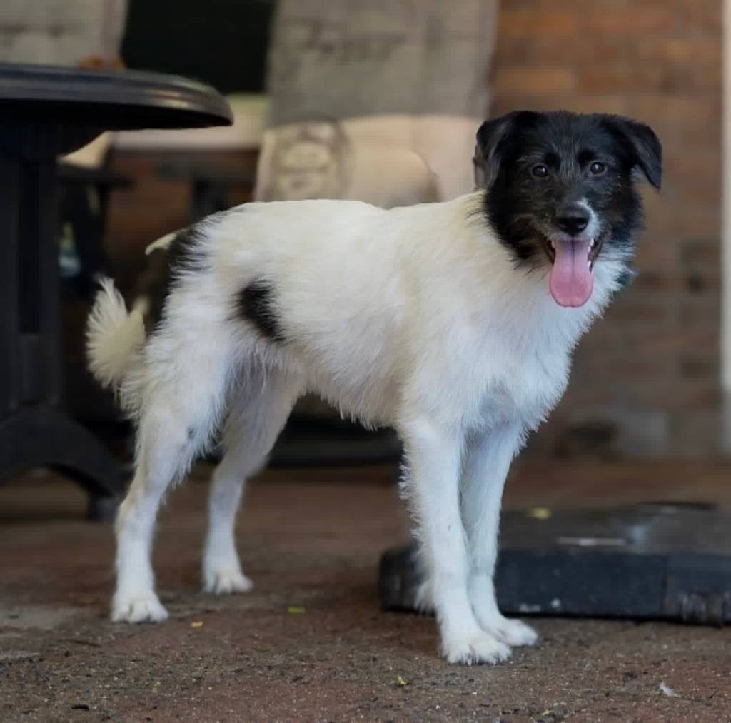 VIDA, ZACHTAARDIG, JONG, TEEFJE, KLEIN MIDDELMAATJE, 15 weken tot 1 jaar, Teef, Parvo, Eén hond