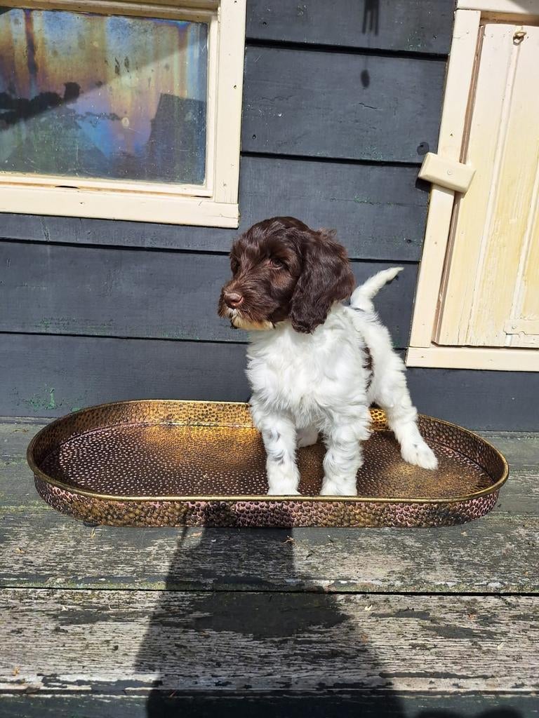 Prachtige F4 medium labradoodle puppies, HCC (leverziekte), Overige rassen, 8 tot 15 weken, Meerdere