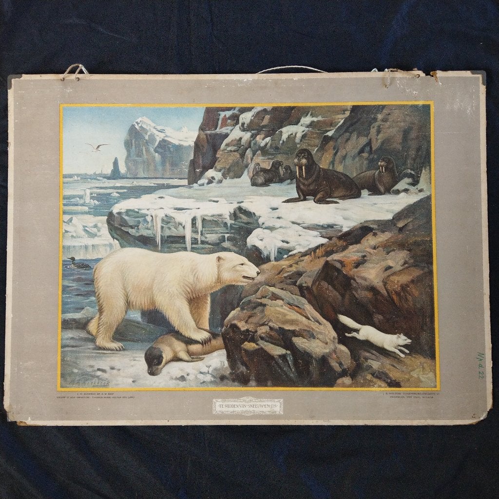 Schoolplaat Te midden van sneeuw en ijs – Koekkoek 1932, Ophalen of Verzenden, Natuur en Biologie
