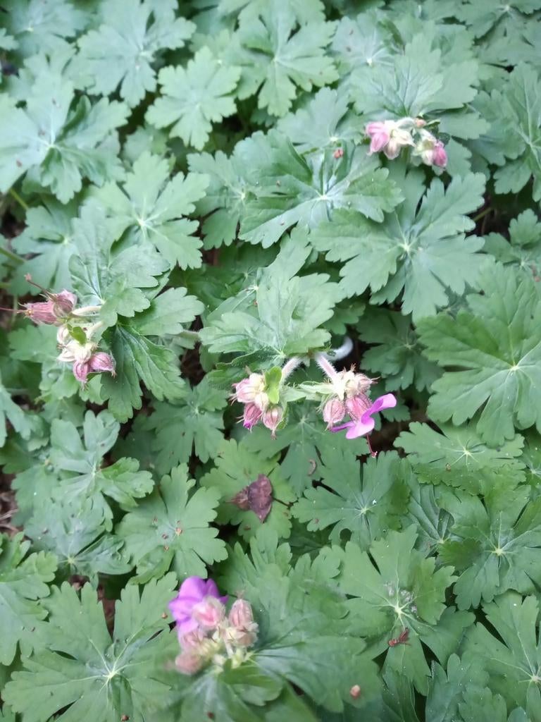 Mooie tuin planten, potten boeddha beelden, tuinbord, Tuin en Terras, Bloembakken en Plantenbakken, Ophalen