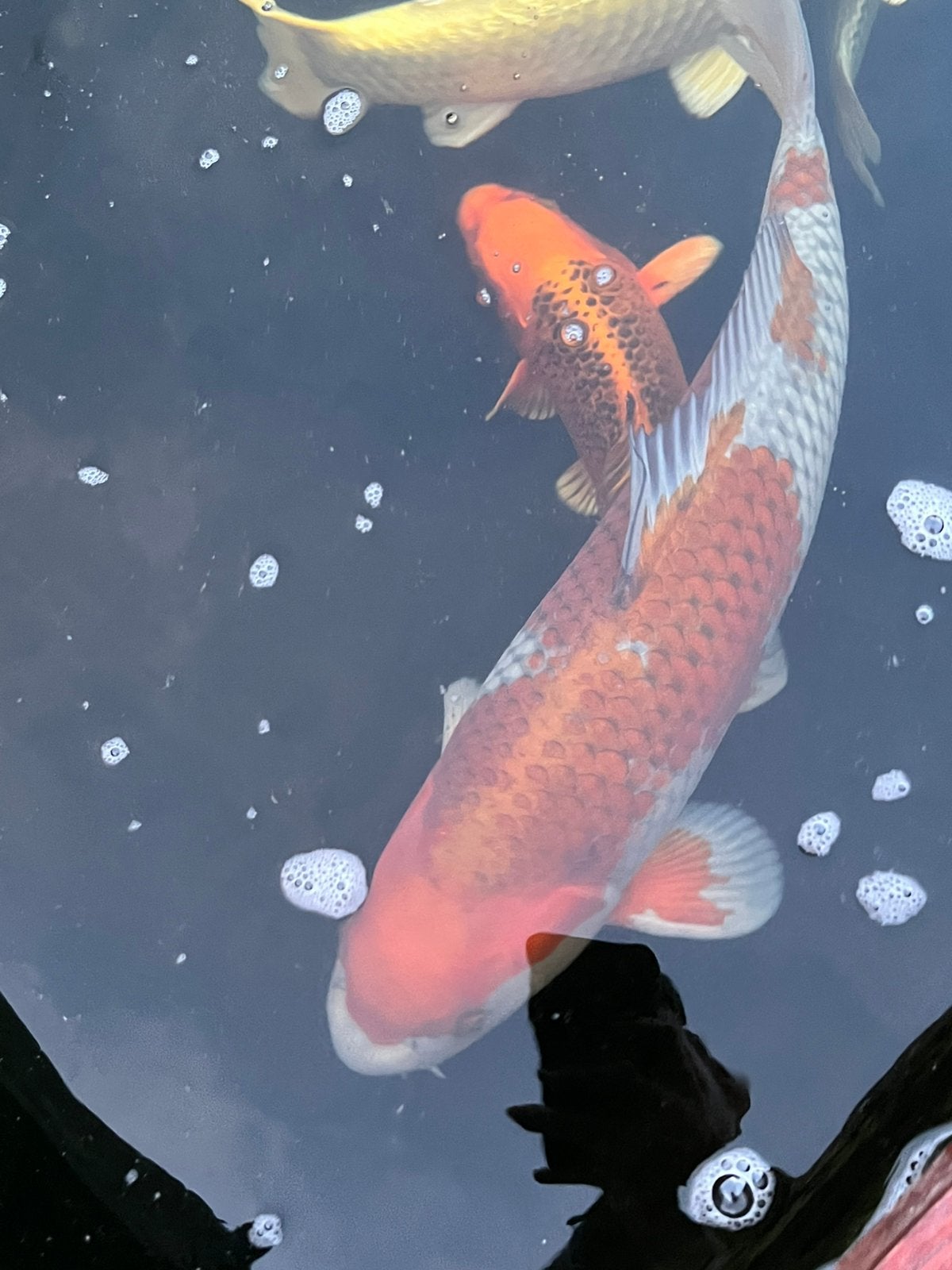 Marusei : Nisai Chagoi 55 cm. Oofuchi: Ochiba 60 cm., Karper of Koi