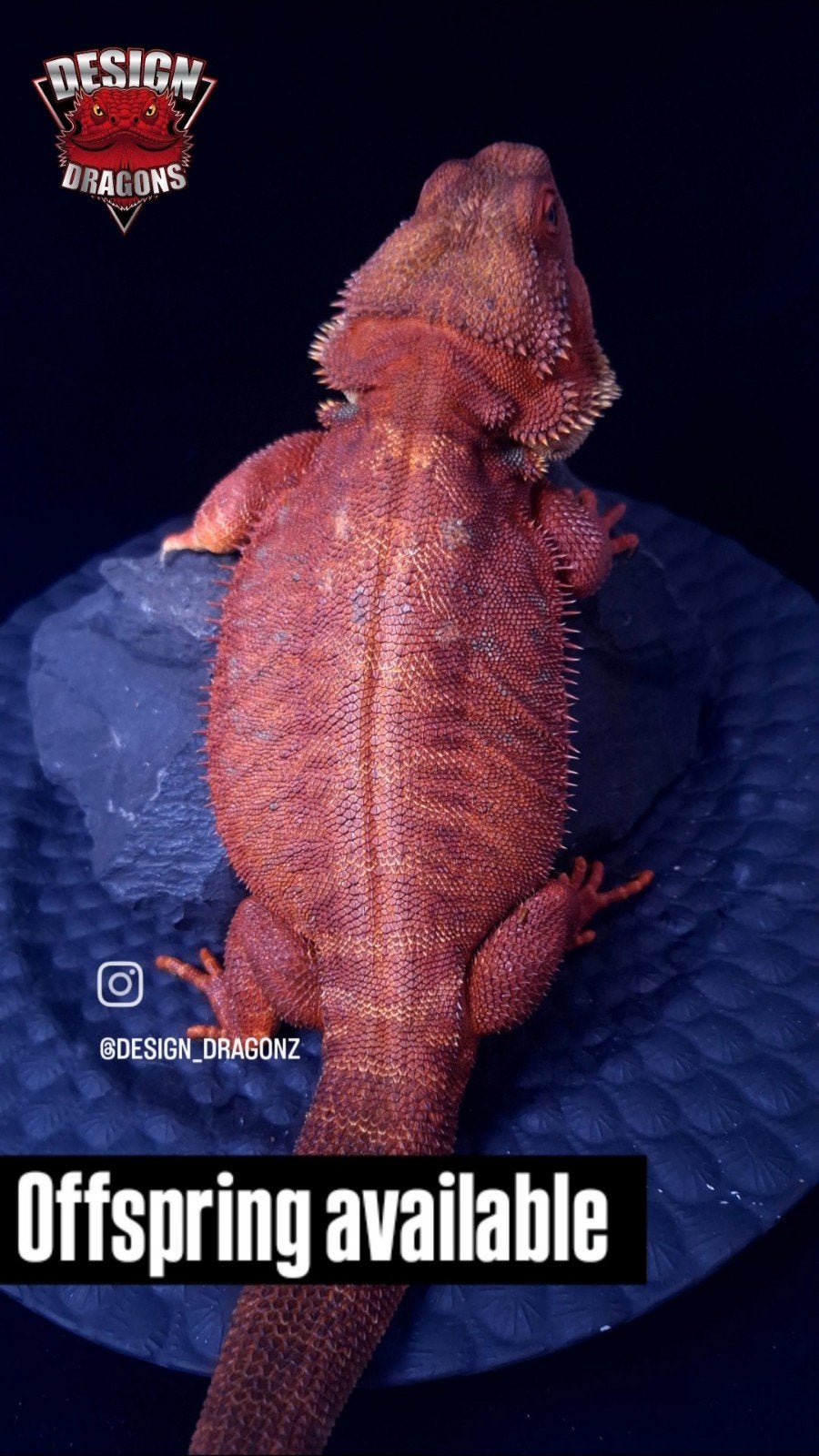 100% Red Monster Leatherback Baardagaam Man Bearded Dragon photo 3