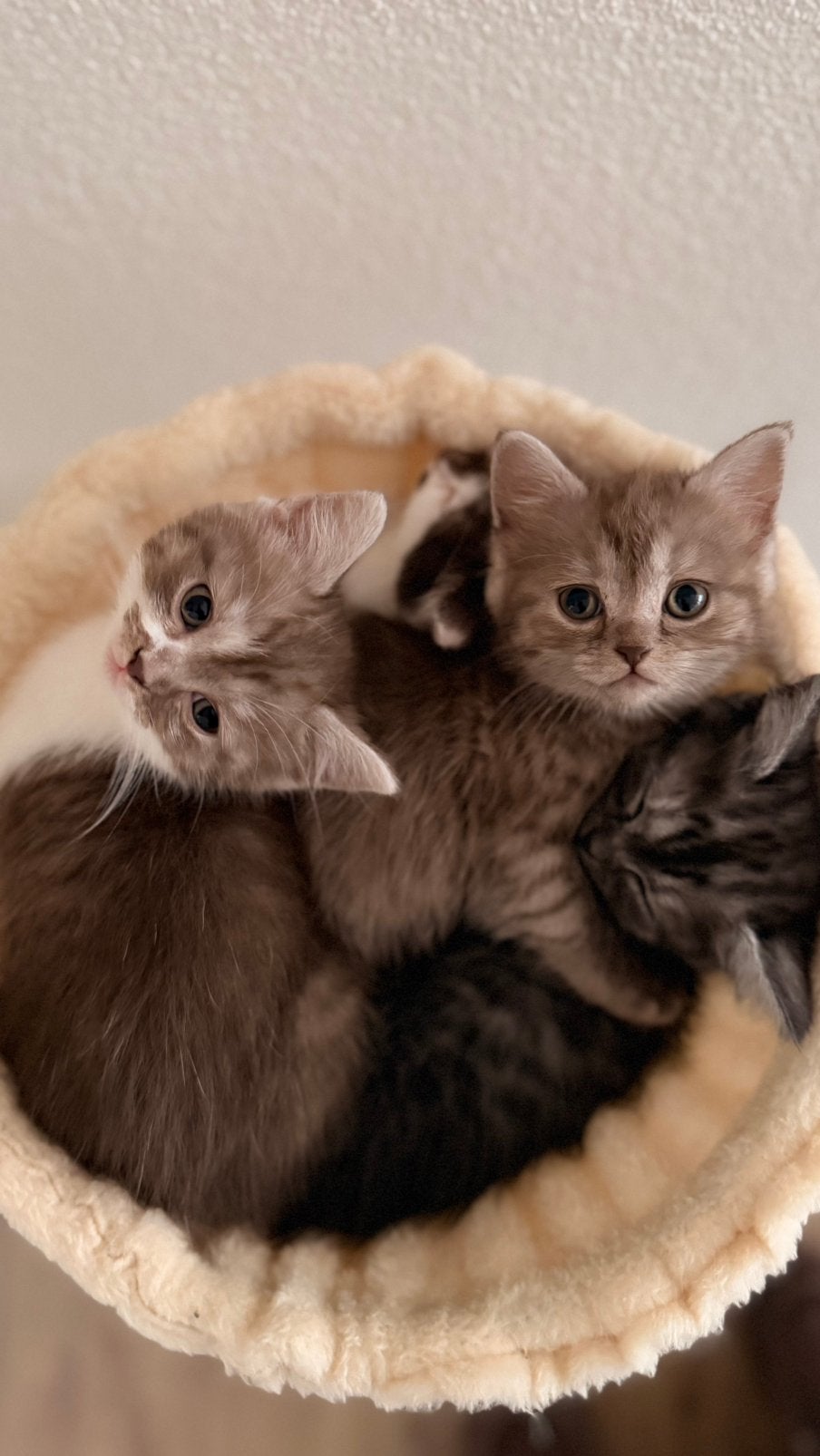 Kittens te koop -   britse korthaar x Ragdoll, Dieren en Toebehoren, Poes, Ontwormd
