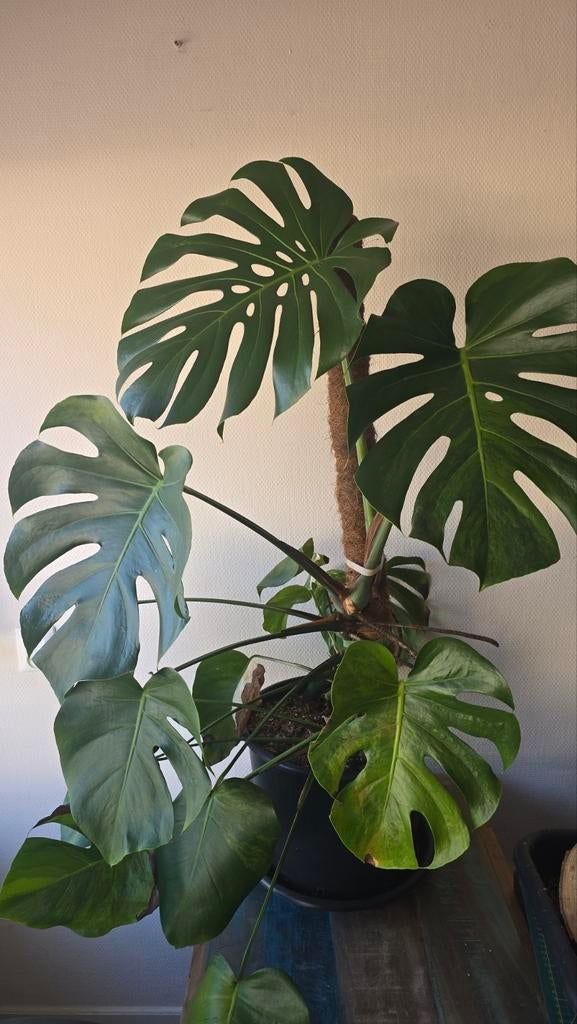 Monstera variegata Green on Green, Huis en Inrichting, Kamerplanten, Ophalen, Halfschaduw, Minder dan 100 cm