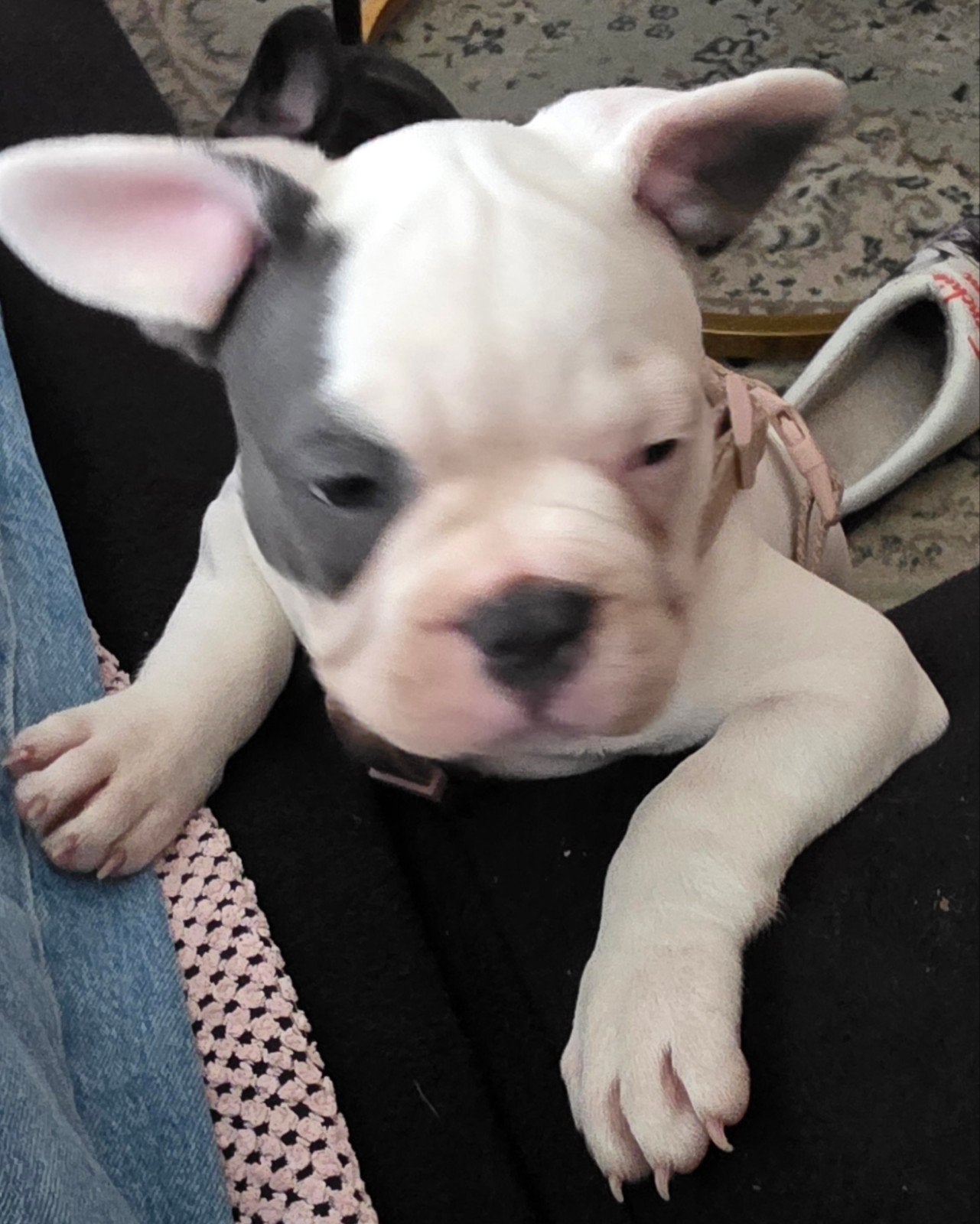 Franse Bulldog puppies te koop/mogen het nest verlaten, 8 tot 15 weken, Teef, Bulldog, Meerdere