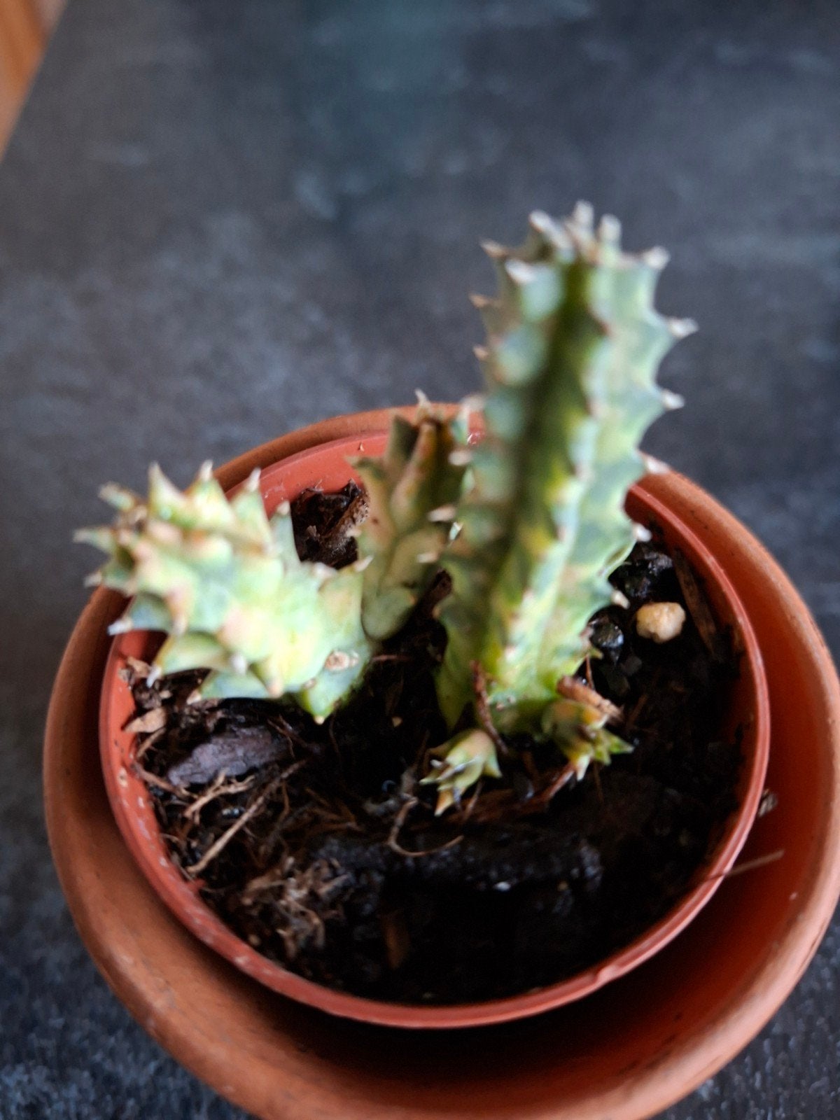 huernia zebrina variegata, Ophalen of Verzenden, Overige soorten, Volle zon