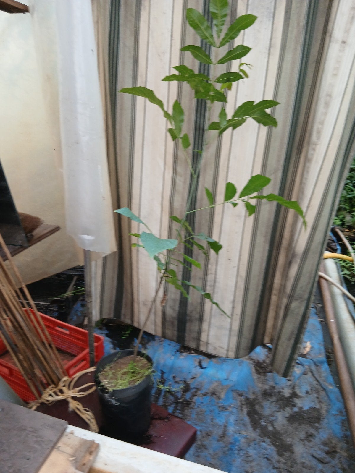 pecannoot in pot, 1 meter hoog, ecologisch, Tuin en Terras, Bloeit niet, Overige soorten, Ophalen, Volle zon
