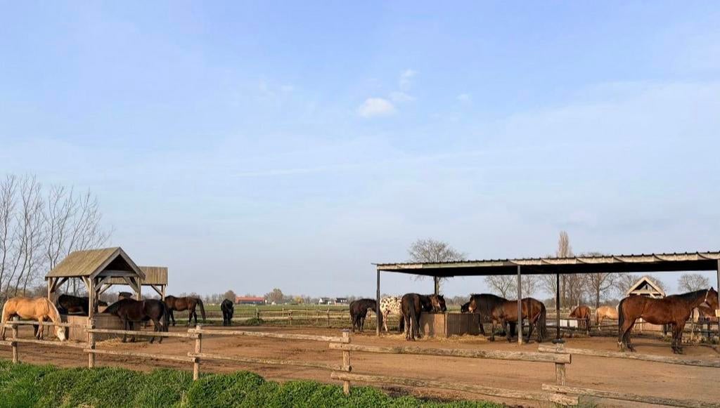 Pensionstalling paard paddock paradise stalling weide stal, Dieren en Toebehoren, Stalling