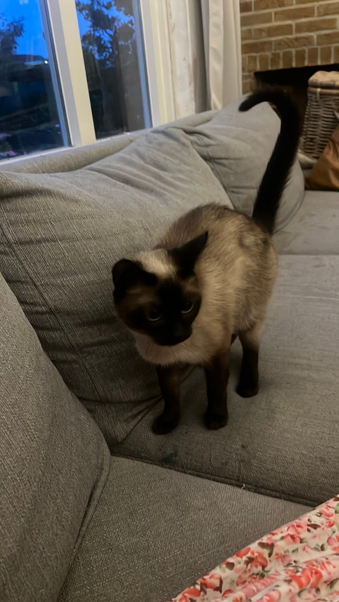 Siamese poes, Poes, Ingeënt