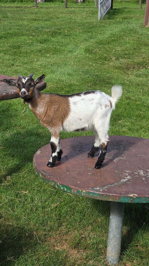 Bokje, Dieren en Toebehoren, Schapen, Geiten en Varkens, Mannelijk, Geit, 0 tot 2 jaar
