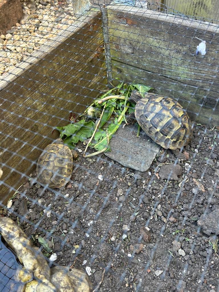 0.1.1 Testudo hermanni hercegovinensis Tortoise - female for sale from Duko