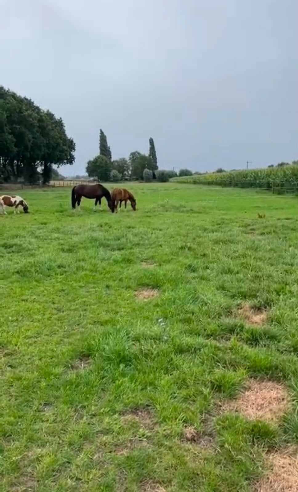 Stallingsplekje vrij in Lunteren, Dieren en Toebehoren, Stalling en Weidegang