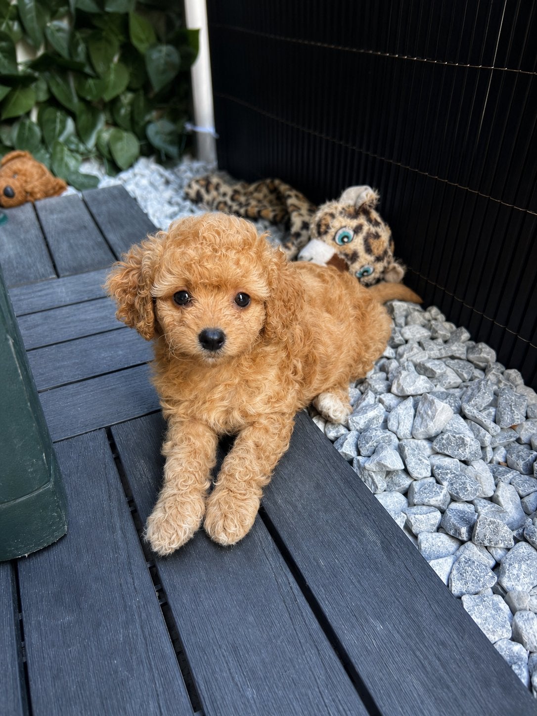 In huiselijke kring opgegroeid maltipoo puppys 🤍, Poedel, Parvo, 8 tot 15 weken, Meerdere