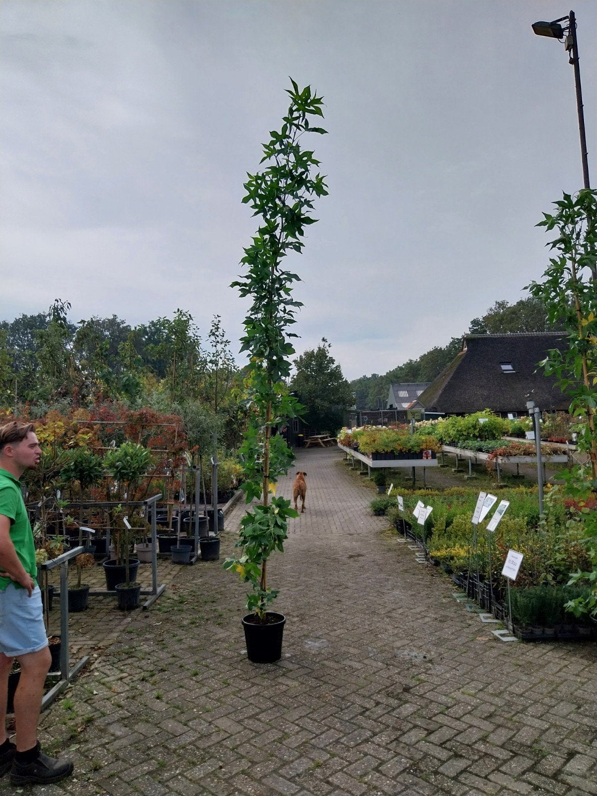 Liquidambar 'Slender Silhouette' - Zuilvormige Amberboom, Bloeit niet, 250 tot 400 cm, Zuilboom, Ophalen