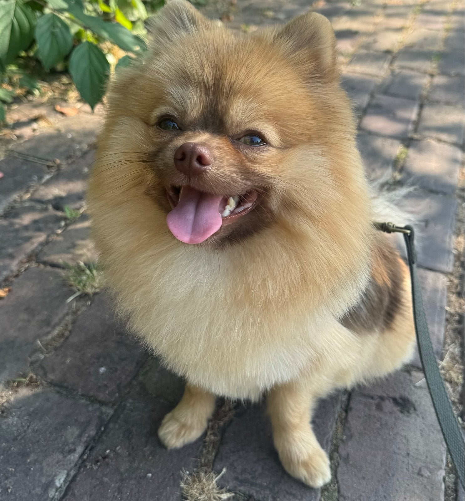 Pomeriaan Reu aangeboden, Dieren en Toebehoren, Particulier, Keeshond, 15 weken tot 1 jaar, Reu