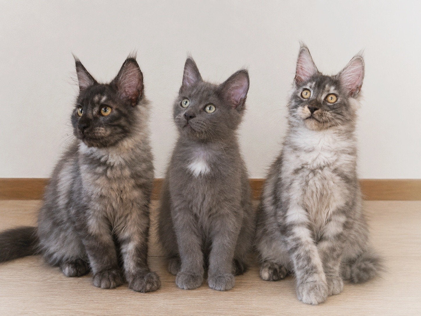 Maine Coon kittens met stamboom,  mogen verhuizen!, Dieren en Toebehoren, Meerdere dieren, Met stamboom, 0 tot 2 jaar
