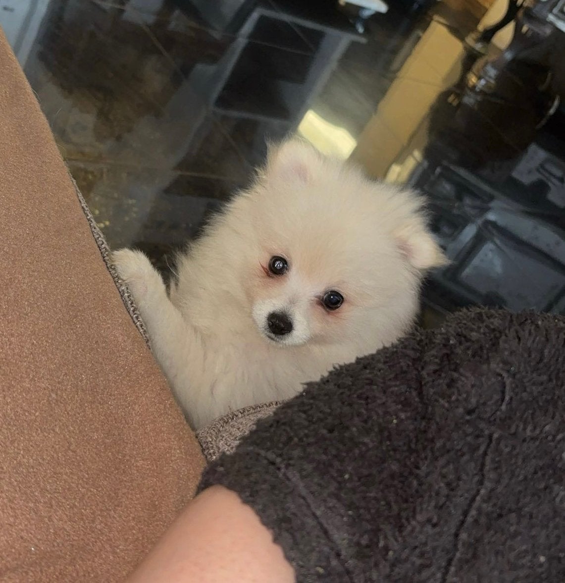 🎀Pomeranian Pomeriaan Dwerg Kees Pup Teefje GETEST OUDERS🎀, Dieren en Toebehoren, Overige rassen, 8 tot 15 weken, Teef, Eén hond