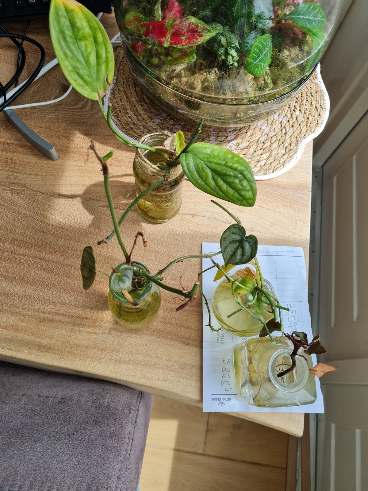 Gratis stekjes van kamerplanten, Huis en Inrichting, Kamerplanten, Ophalen, Halfschaduw, Minder dan 100 cm