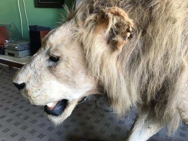 taxidermy: Opgezette leeuw, Ophalen, Gebruikt, Wild dier, Opgezet dier