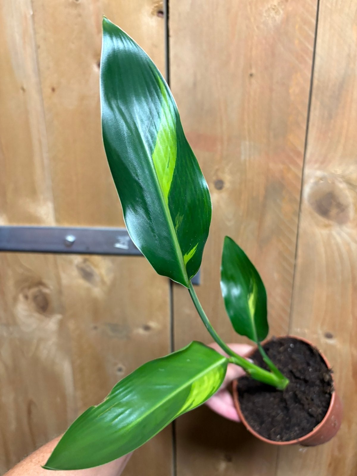 Strelitzia reginae variegata plant lemon lime aurea green, Ophalen of Verzenden, Halfschaduw, Minder dan 100 cm