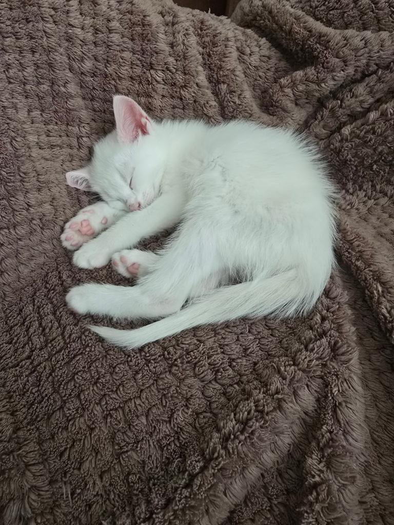 Kittens te koop, Dieren en Toebehoren, Katten en Kittens | Overige Katten, Kater, Kortharig, 0 tot 2 jaar