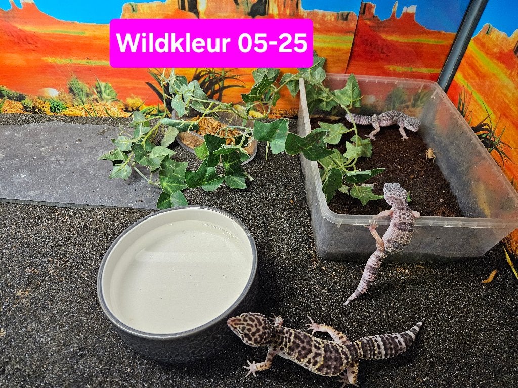 Eublepharis macularius Luipaardgekko Leopard Gecko photo 2