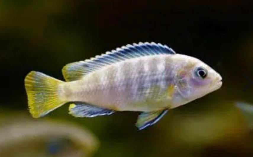 Cichlide Labidochromis perlmutt 4-5 cm, Dieren en Toebehoren, Vissen | Aquariumvissen, Vis