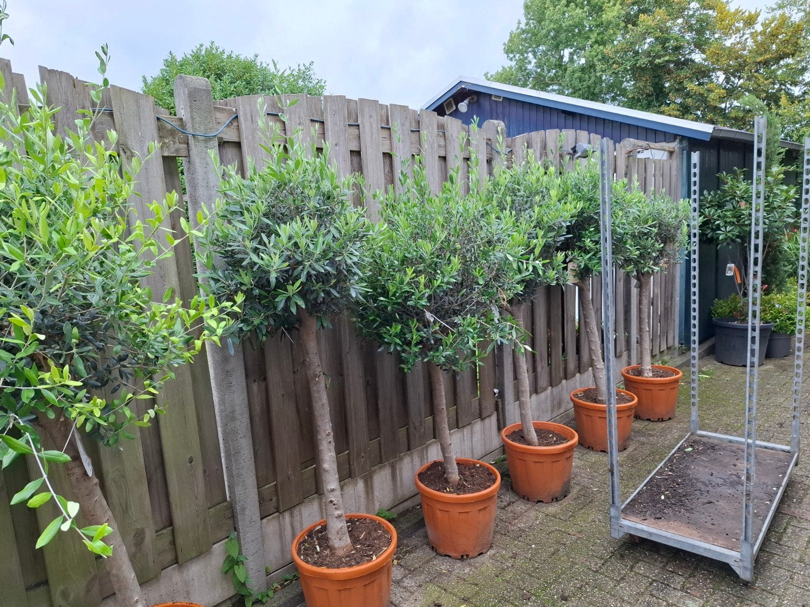 mega olijfbomen deal !!, Volle zon, Ophalen of Verzenden, 100 tot 250 cm, Olijfboom