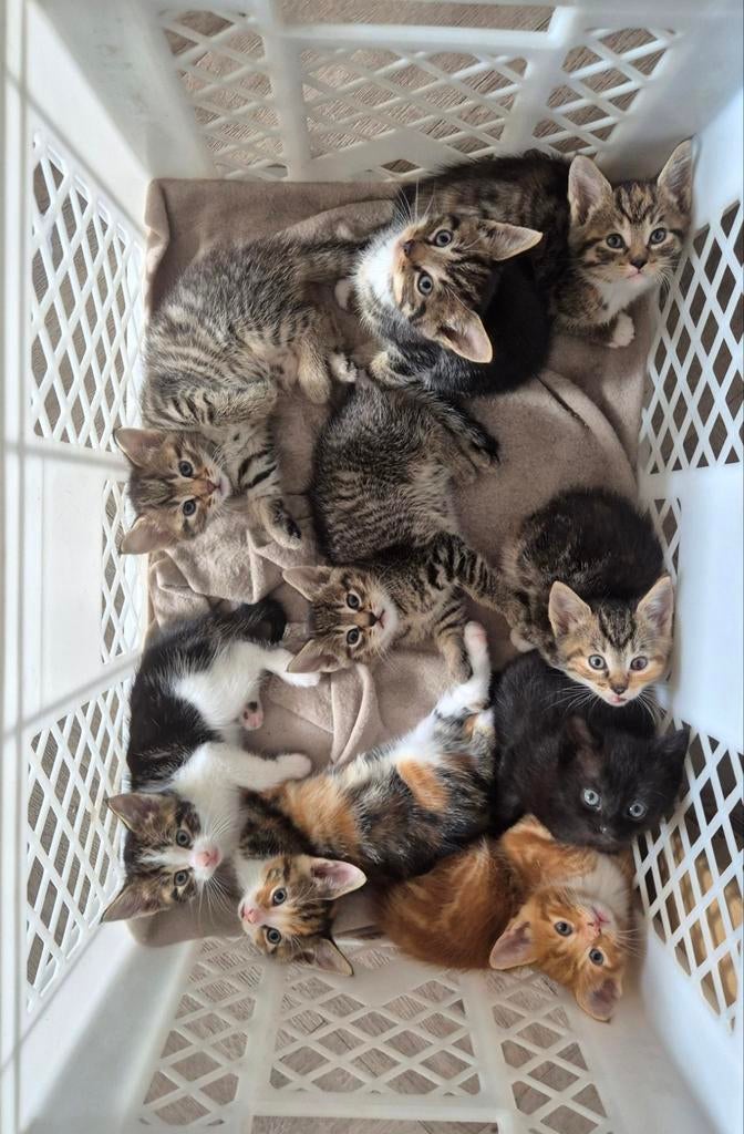 Twee nestjes kittens, Dieren en Toebehoren, Meerdere dieren, 0 tot 2 jaar