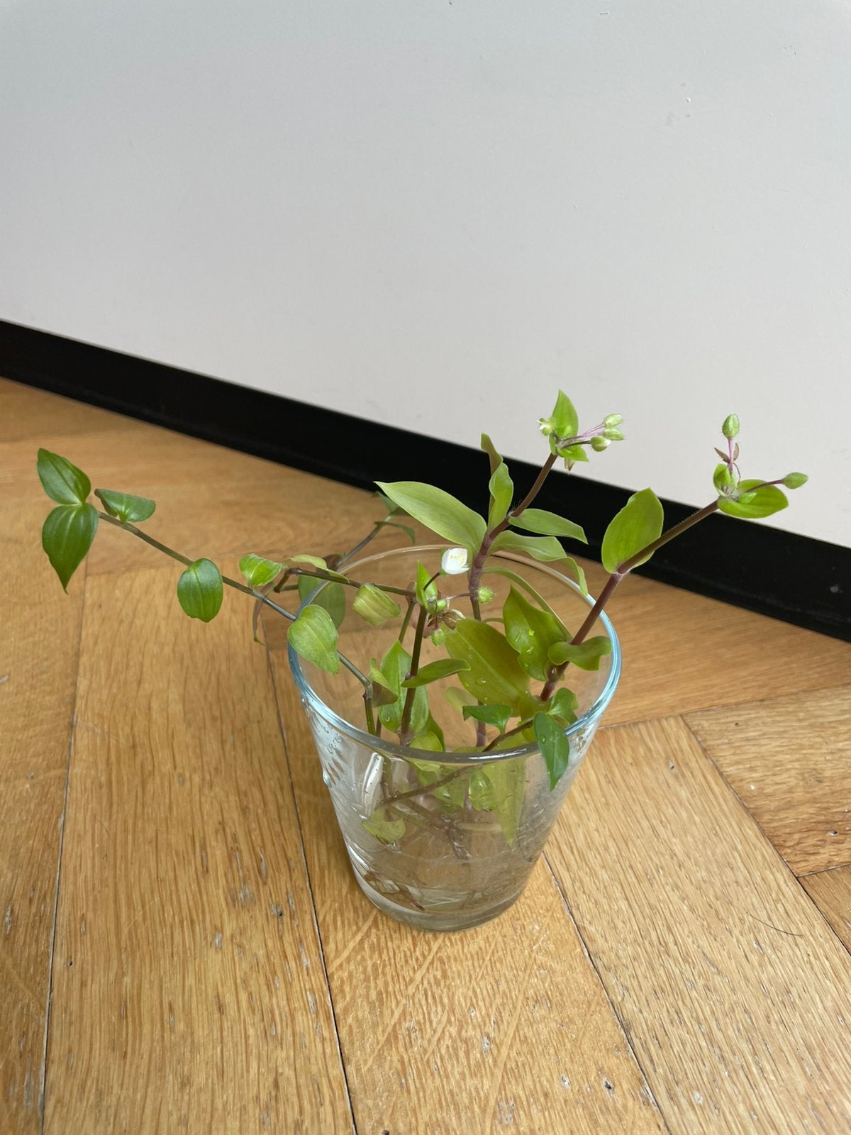 🌱 Vaderplant Trandescantia green hill gewortelde stekjes, Ophalen, Halfschaduw, Minder dan 100 cm