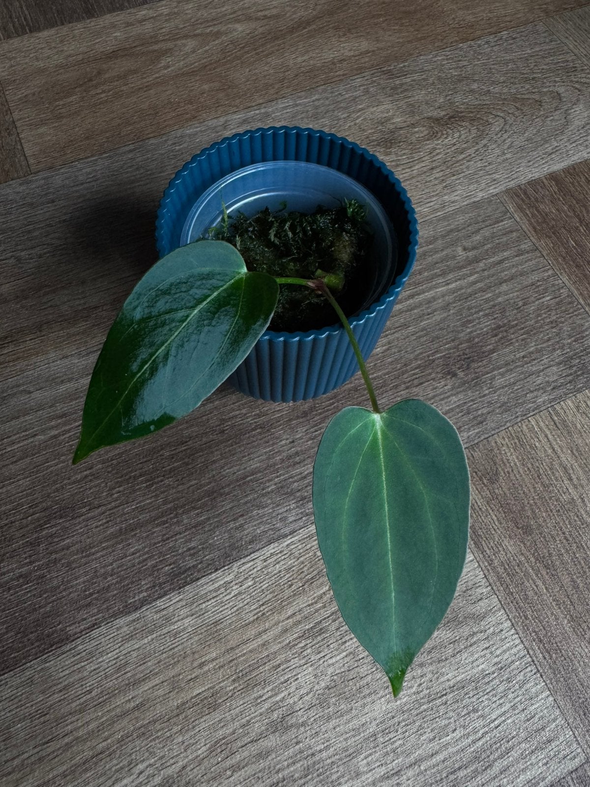 Anthurium Black Widow (13x43) stek, Ophalen, Overige soorten, Halfschaduw, Minder dan 100 cm