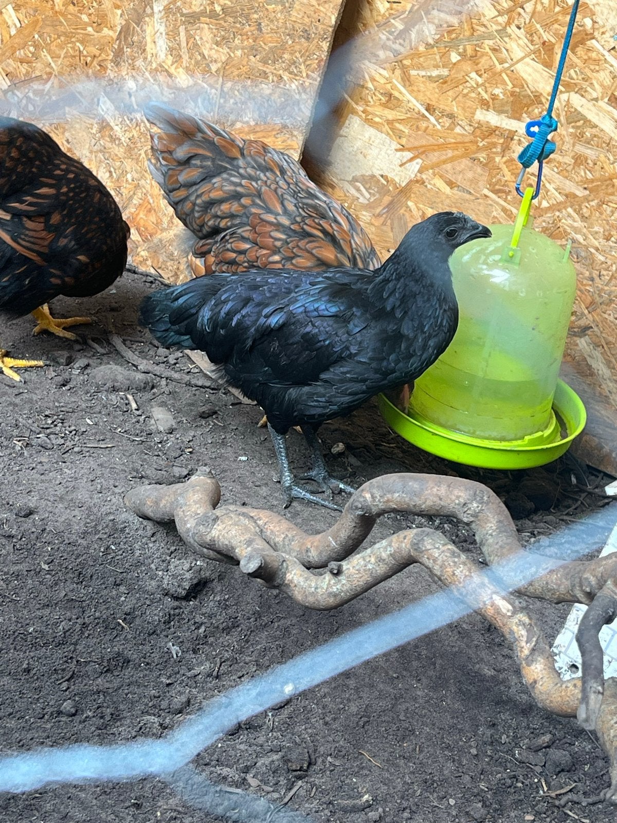 Ayam cemani hen, Dieren en Toebehoren