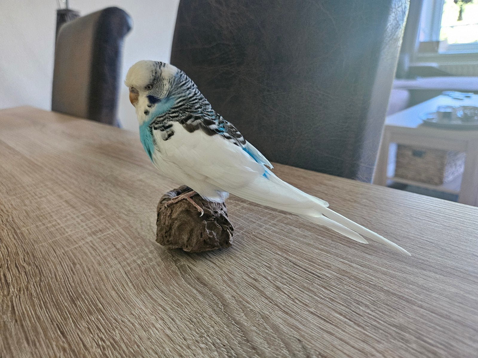 gezocht: kleine vogeltjes, Meerdere dieren