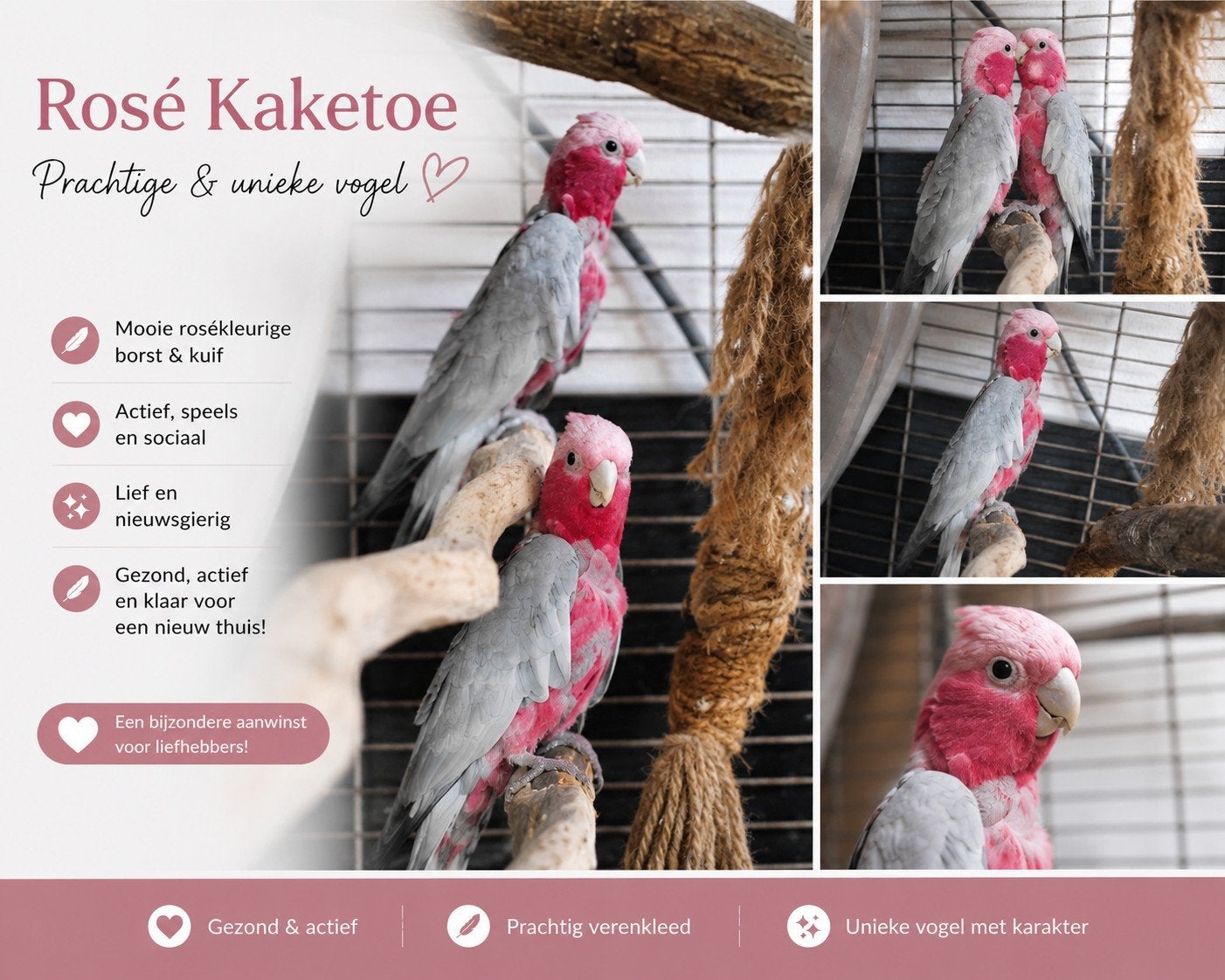 Rosé kaketoes, April, Meerdere dieren, Overige typen