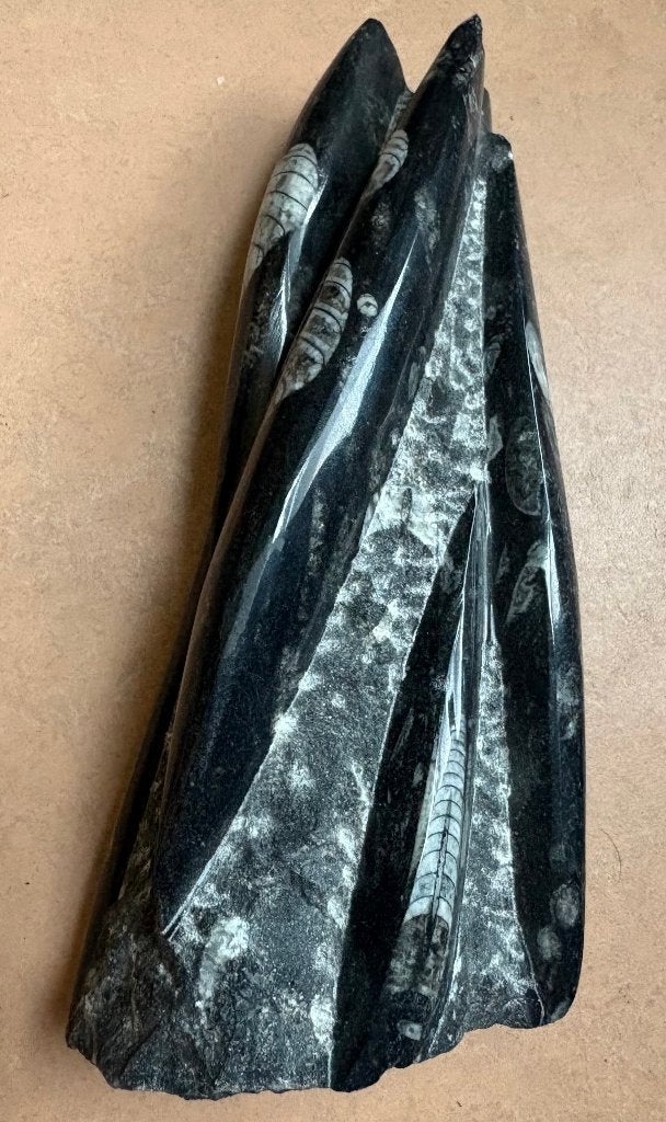 Groot orthoceras fossiel, Ophalen of Verzenden, Fossiel