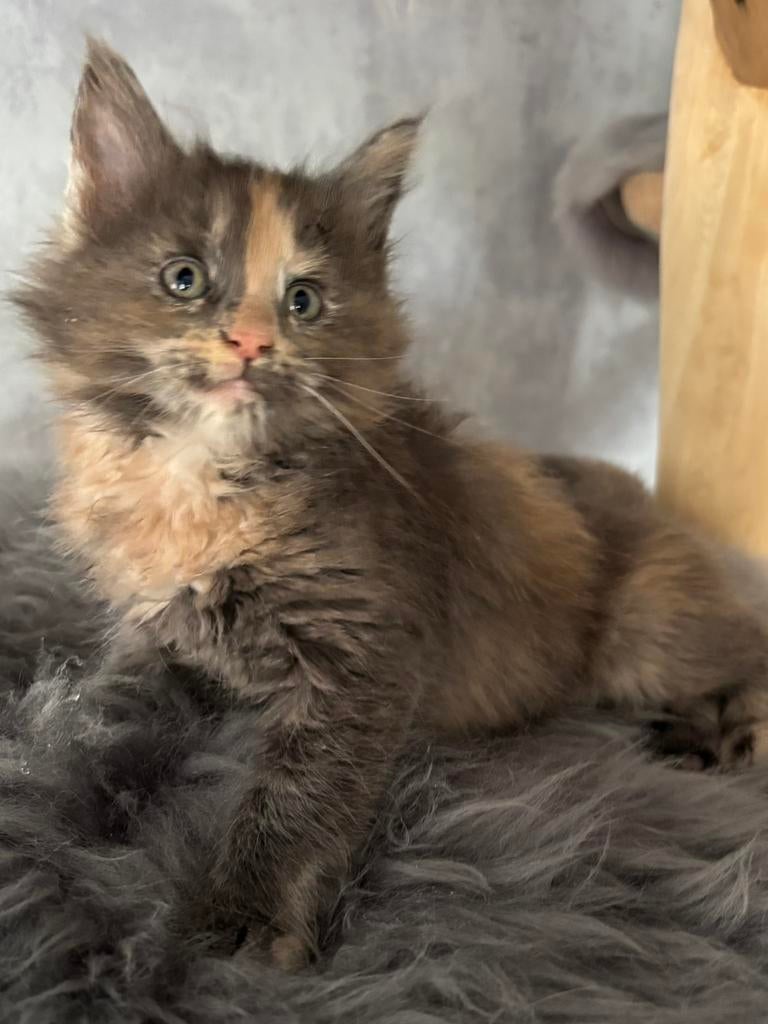 Mooie Maine Coon kittens met stamboom en geteste ouders, Meerdere dieren, Met stamboom, 0 tot 2 jaar