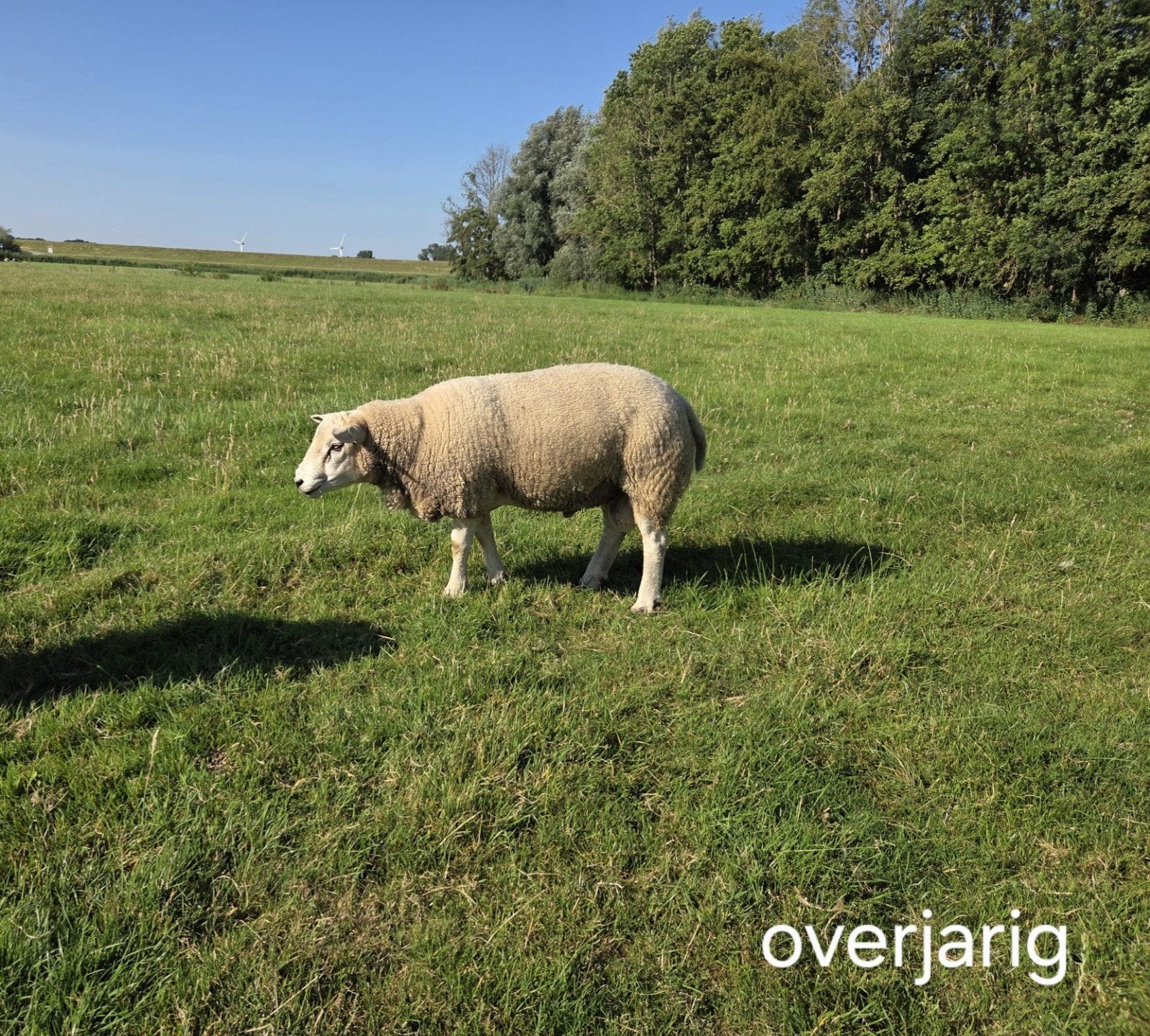 Overjarige dekram Engelse Texelaar, Mannelijk, Schaap