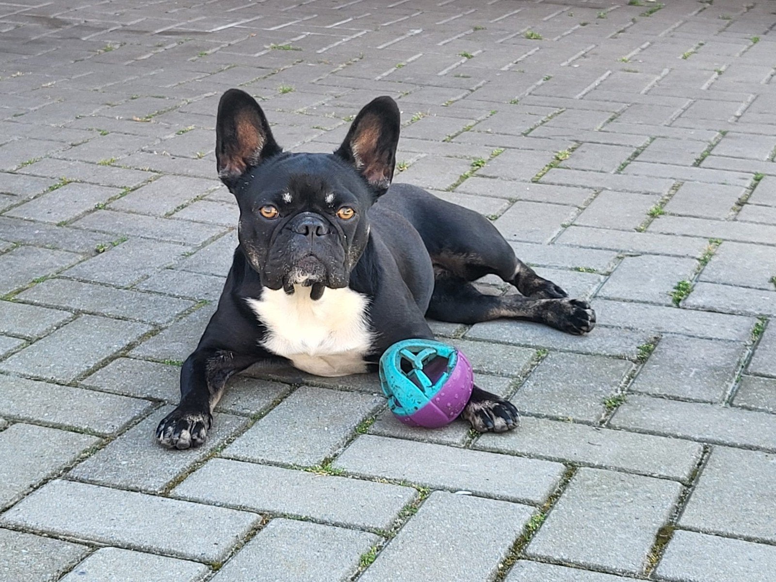 Gouden/diamanten mandje gezocht voor Lizzy, Franse Bulldog, Dieren en Toebehoren, Honden | Bulldogs, Pinschers en Molossers, Teef