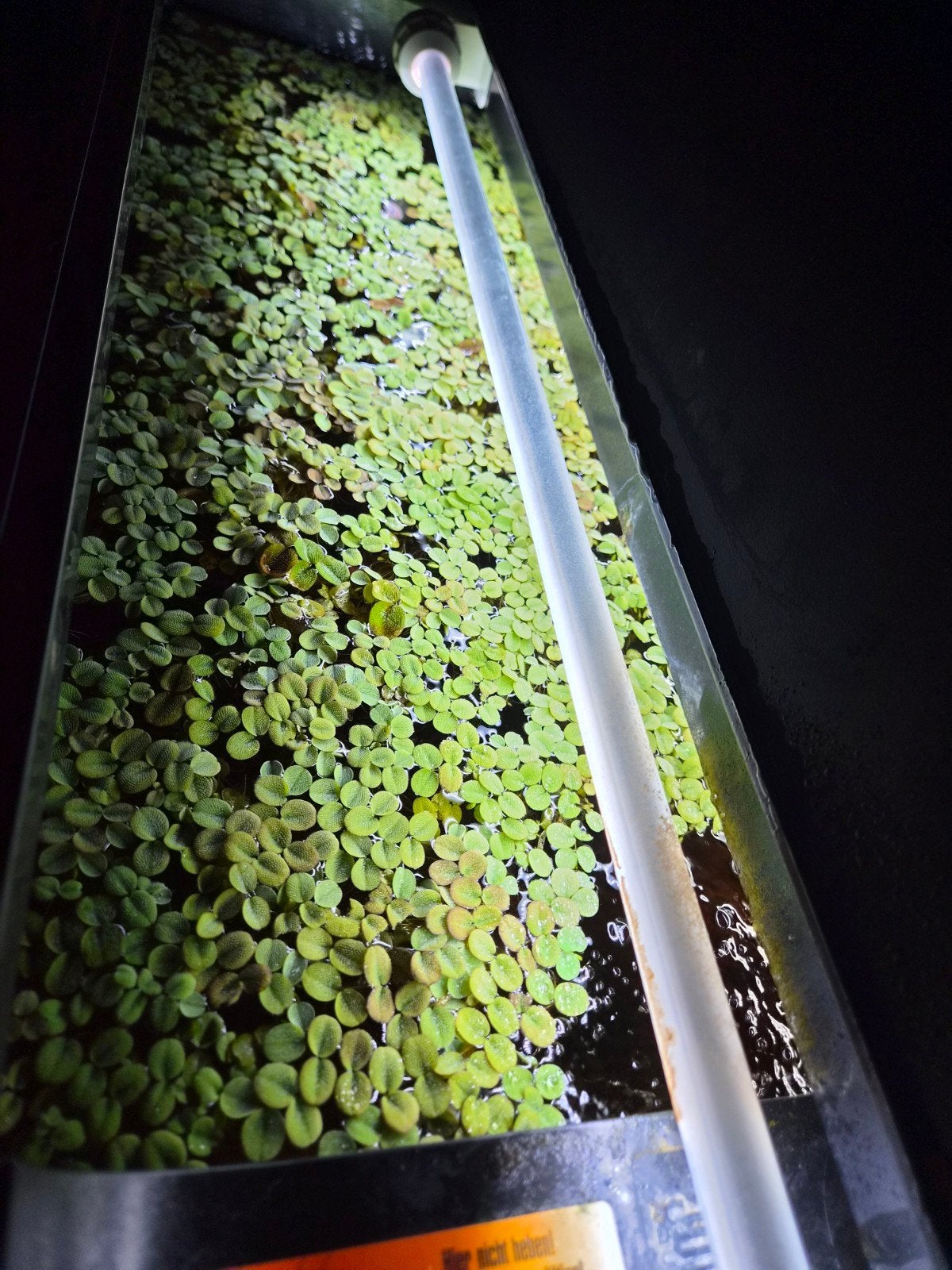 Salvinia minima, kleine vlotvaren , drijfplant aquarium, Ophalen, Overige typen