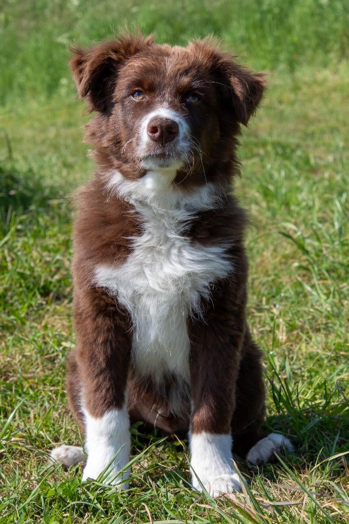 Australian shepherd pup zoekt gouden thuis, Dieren en Toebehoren, Honden | Herdershonden en Veedrijvers, Reu, Eén hond, Herder