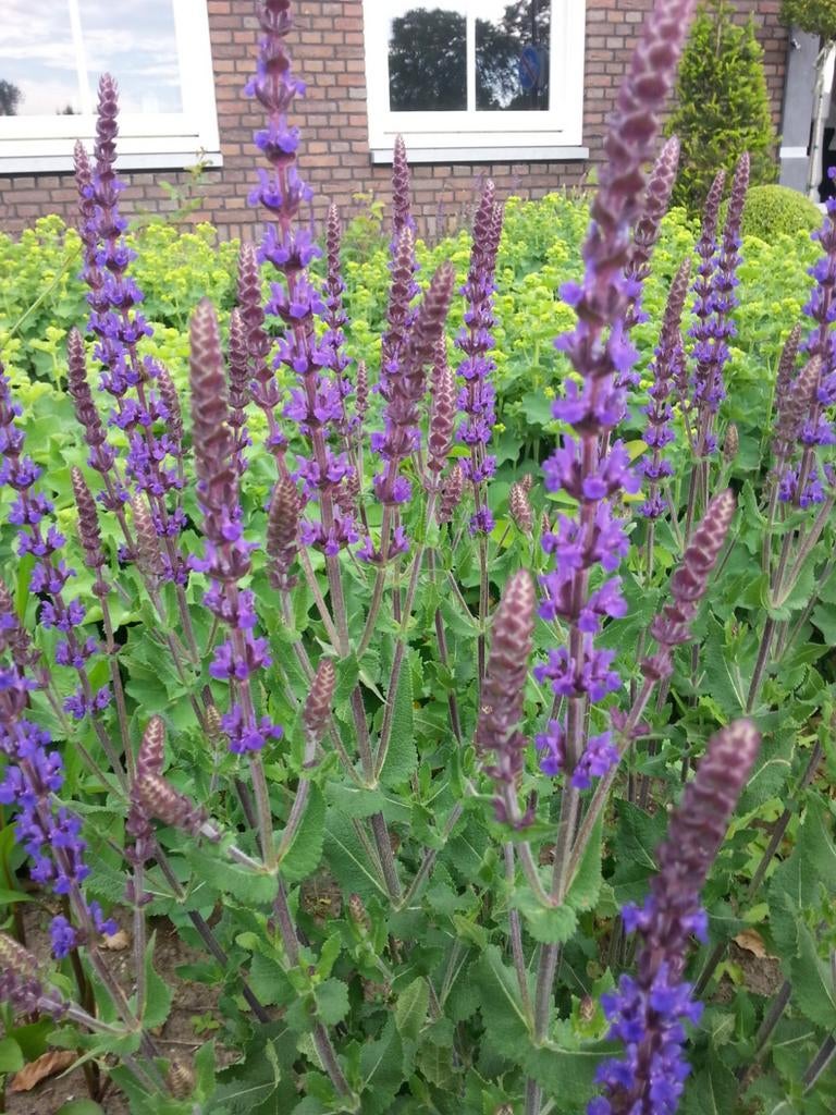 Bossalie 'Ostfriesland' droogtebestendige plant inheems, Tuin en Terras, Planten | Tuinplanten, Volle zon, Vaste plant, Zomer
