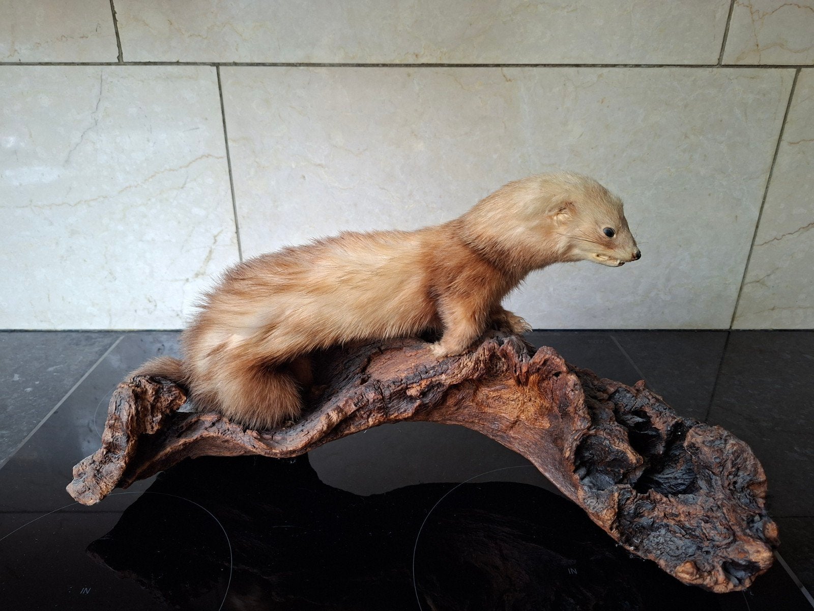 Taxidermie opgezette steenmarter t.e.a.b., Ophalen of Verzenden, Zo goed als nieuw, Overige soorten, Opgezet dier