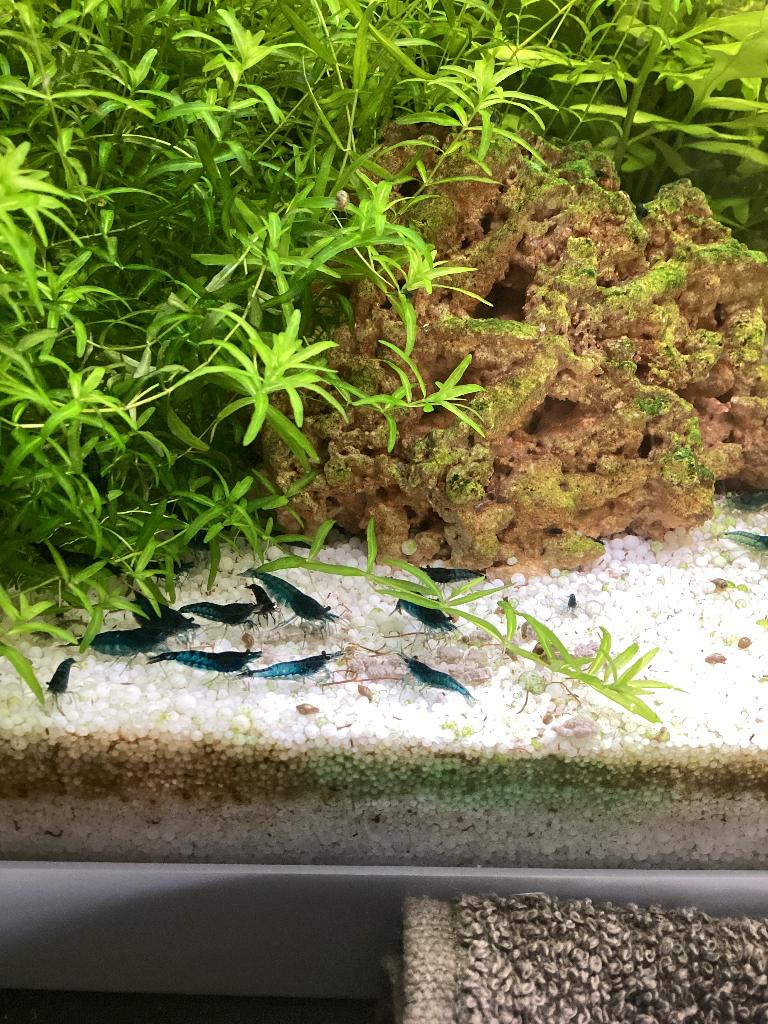 Blauwe garnalen, Dieren en Toebehoren, Vissen | Aquariumvissen, Kreeft, Krab of Garnaal, Zoetwatervis, Schoolvis