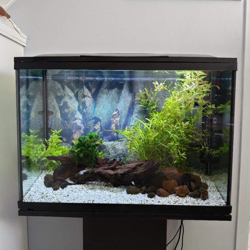 Superfish Start 100 aquarium compleet, Dieren en Toebehoren, Vissen | Aquaria en Toebehoren, Ophalen, Gebruikt, Gevuld zoetwateraquarium