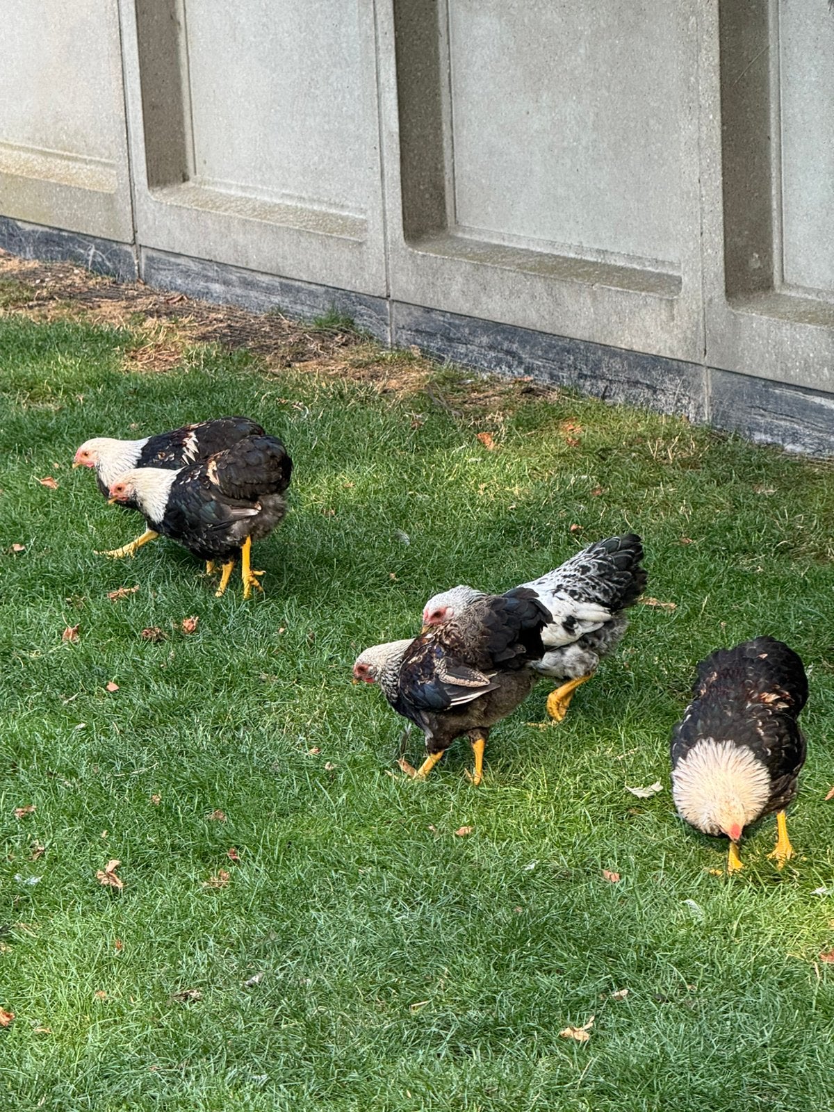 Mooie Wyandotte kriel hanen, Dieren en Toebehoren, Pluimvee, Meerdere dieren, Kip
